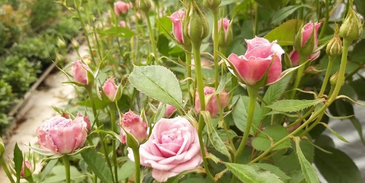 کاهش وابستگی تولیدکنندگان گل و گیاه به واردات نهاده