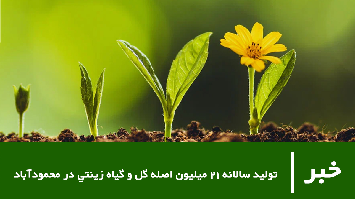 توليد سالانه 21 ميليون اصله گل و گياه زينتي در محمودآباد