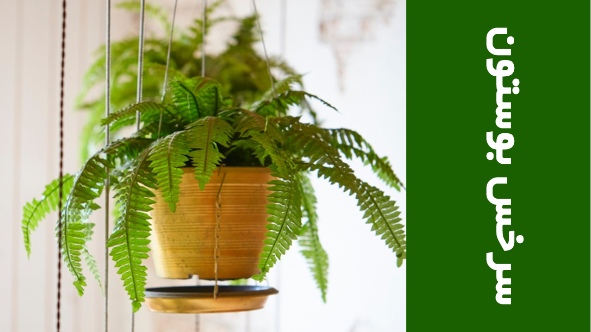 سرخس بوستون (Boston Fern )