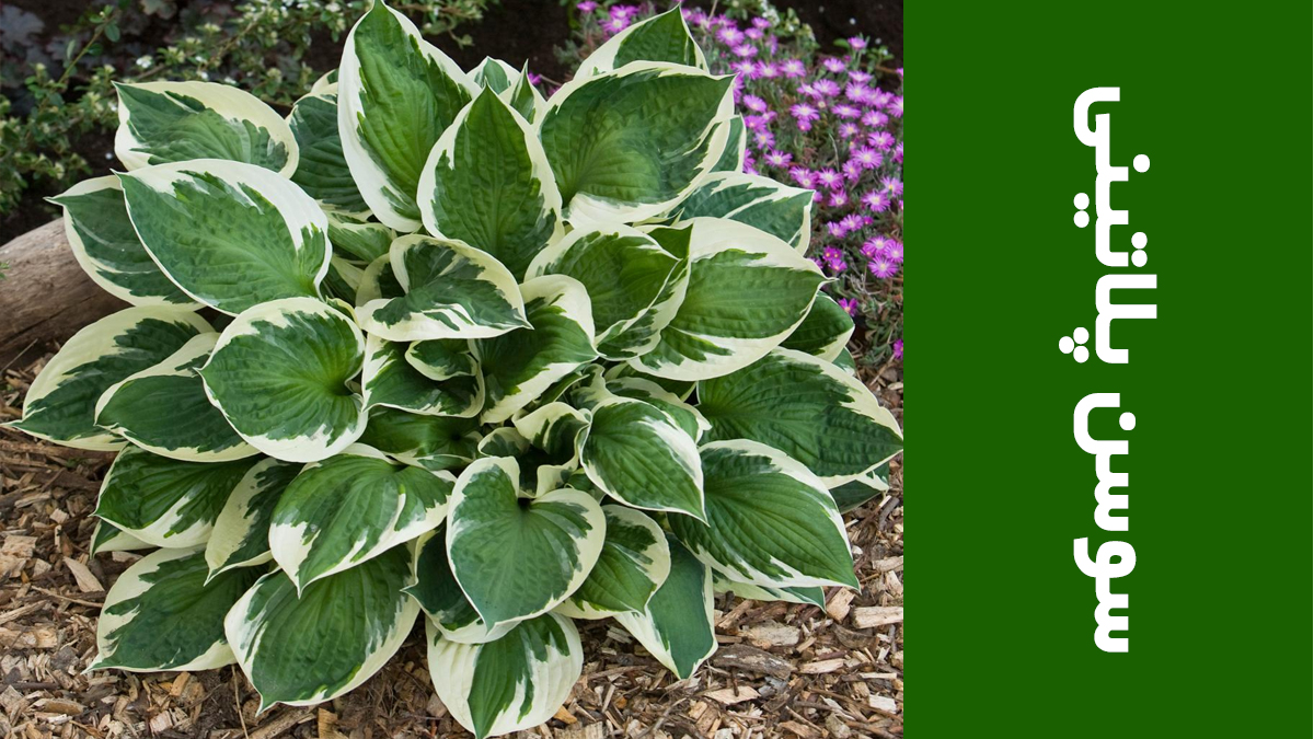 سوسن پلاتینی (Hosta)