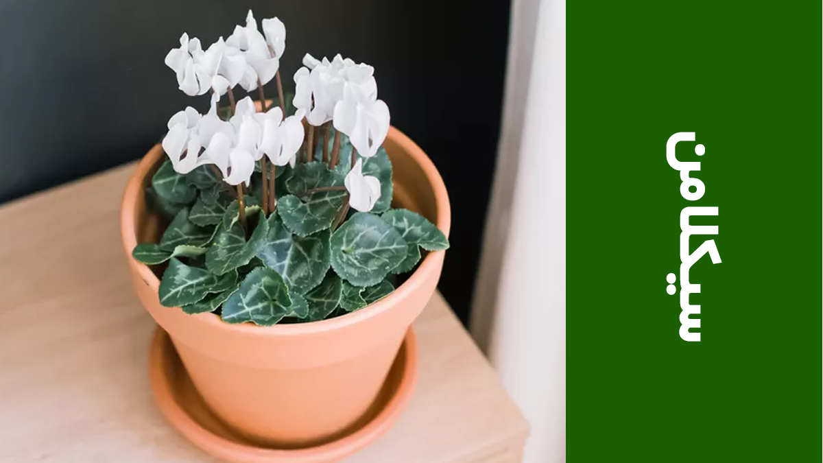 سیکلامن (Cyclamen)