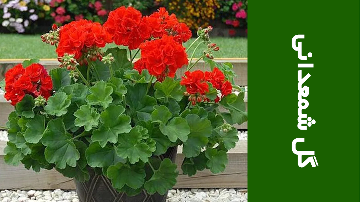 گل شمعدانی (Pelargonium)