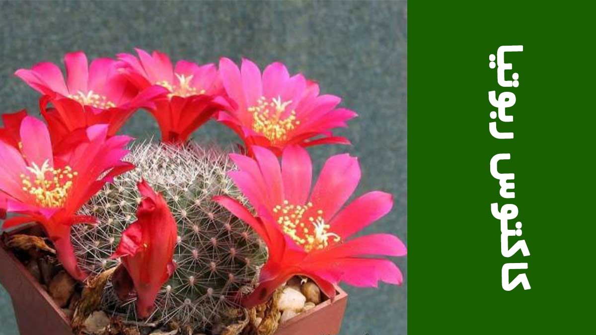 کاکتوس ربوتیا 