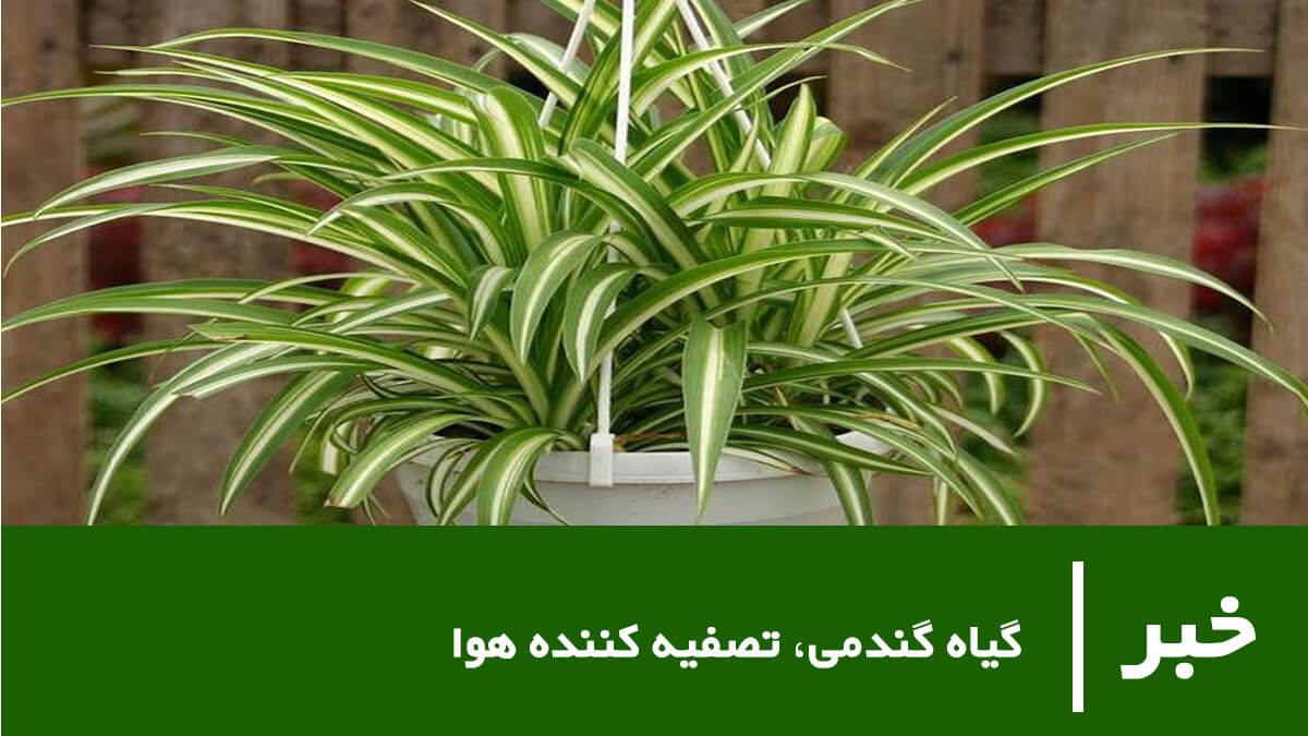 تصفیه هوا با گل گندمی